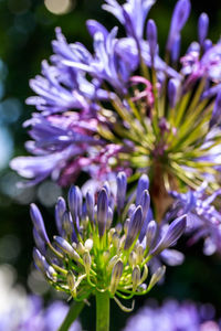 Close-up of purple flowering plant