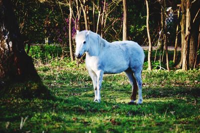 Horse standing on field