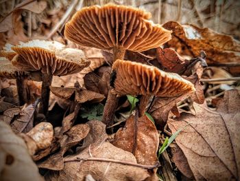 Close-up of mushroom growing on field