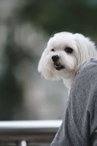 Close-up portrait of dog