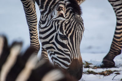 Close-up of a zebra