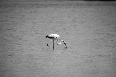 View of birds on beach