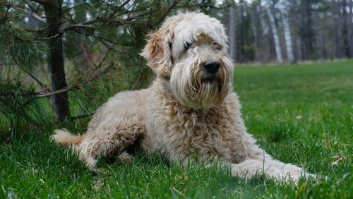 Dog sitting on field