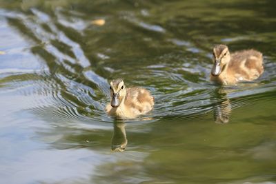 Ducks swimming in water