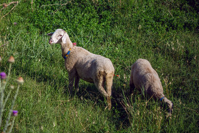 Two young sheep grazing on a green meadow in the mountains