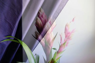 Close-up of pink flowering plant