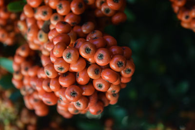 Close-up of red fruits