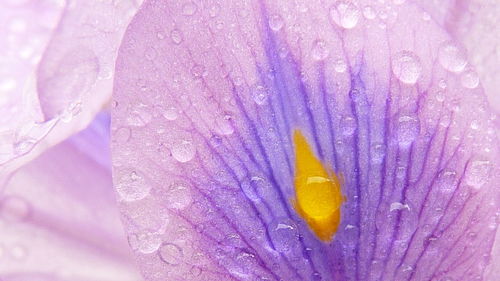 Close-up of water drops on leaf