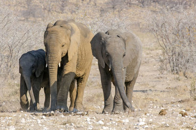 Elephant standing outdoors