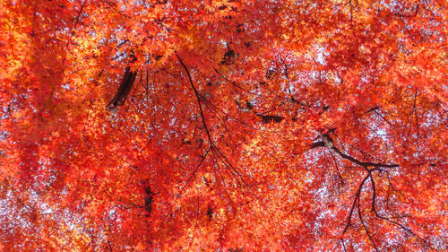 Full frame shot of autumnal leaves