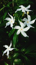 Close-up of white flowering plant