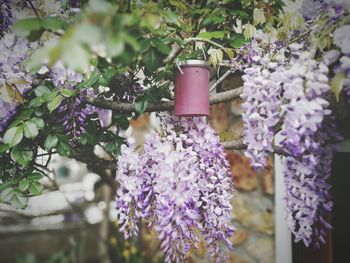 Close-up of flowers blooming outdoors