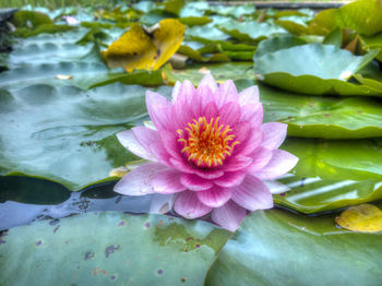 Close-up of lotus water lily in pond