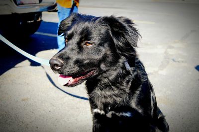 Close-up of black dog on road