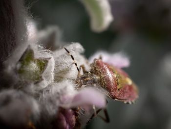 Close-up of spider on flower