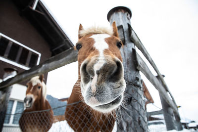 Close-up portrait of a horse