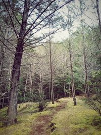 Trees in forest