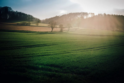 Scenic view of agricultural field against sky