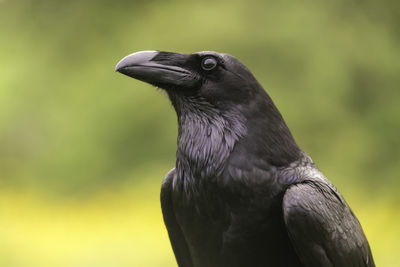 Close-up of raven