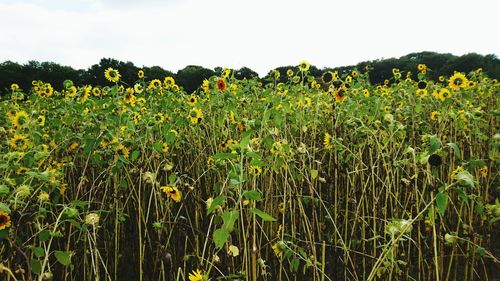 Close-up of yellow flowers growing in field