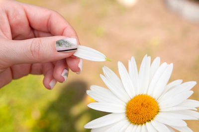 Close-up of hand holding white daisy flower