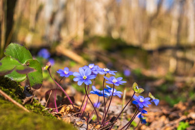 Close-up of purple crocus flowers on field