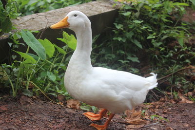 Close-up of white duck on land