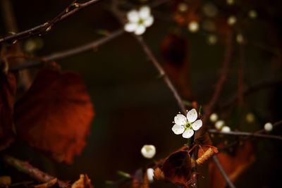 Close-up of flowers blooming outdoors