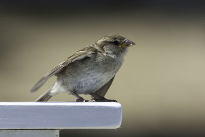 Close-up of bird perching on railing