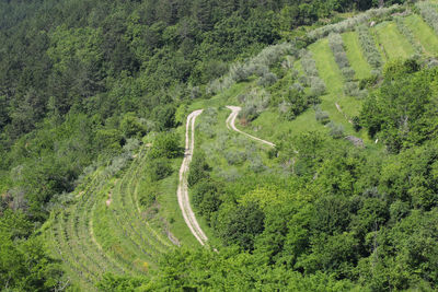 High angle view of road amidst trees