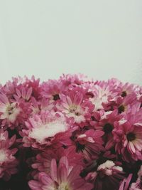 Close-up of pink flowers