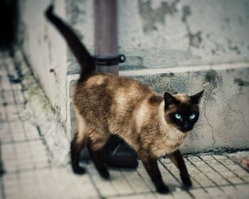 Portrait of cat sitting outdoors