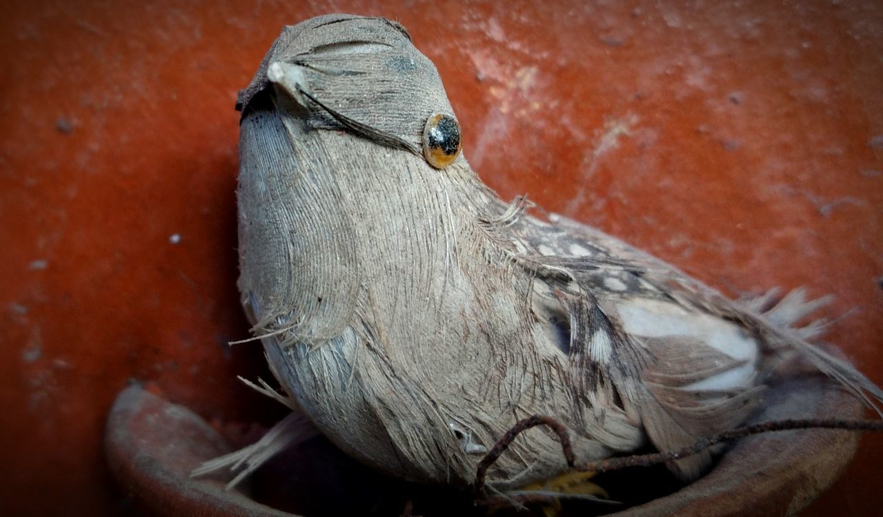 close-up, animal, animal themes, bird, animal wildlife, beak, one animal, no people, wildlife, macro photography, nature, day, outdoors, animal body part, wing