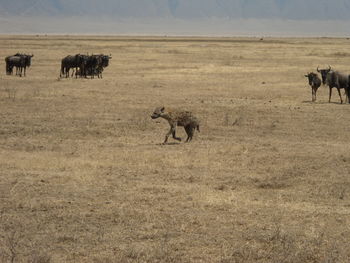Hyena and wildebeest on landscape