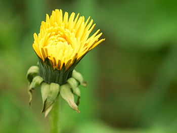 Close-up of yellow flower