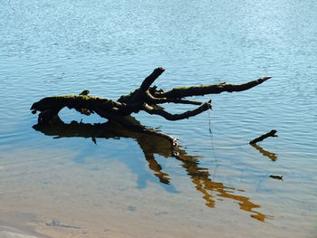 Trees in water