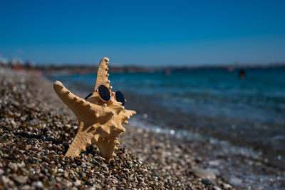 Starfish in sunglasses on pebble beach by the sea