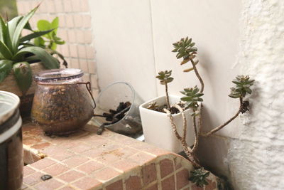 Close-up of potted plant against wall