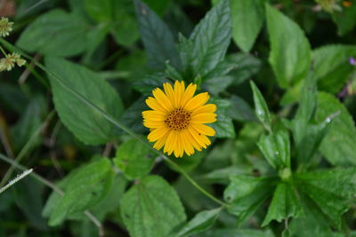 Close-up of yellow flower blooming outdoors