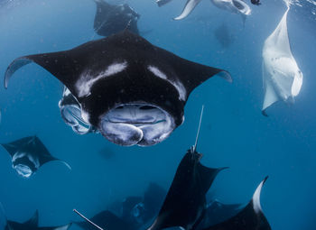 Wide angle view of a school of manta rays, in baa atoll ,madives