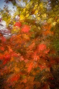 Full frame shot of autumn leaves in water