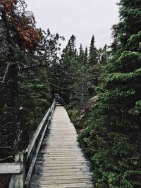 Footbridge amidst trees in forest against sky