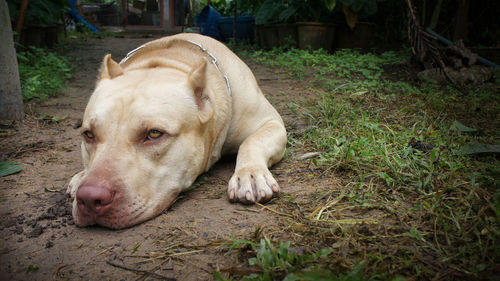 Close-up of dog lying on field