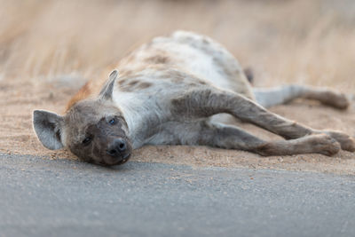 Close-up of a lying on the ground