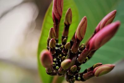 Close up of frangipani bouquet