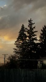 Silhouette of tree at sunset