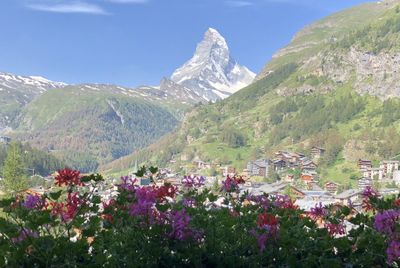 Scenic view of flowering plants and mountains against sky