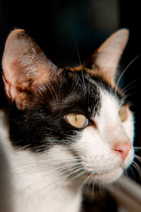 Close-up of cat