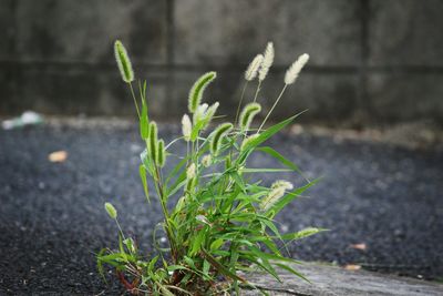 Close-up of plant growing on street