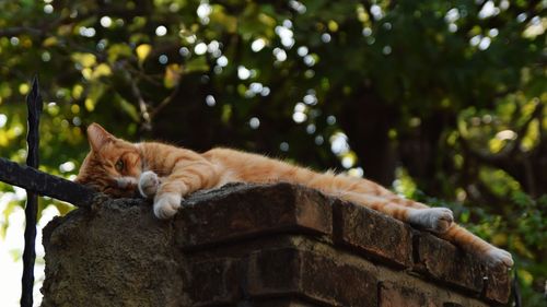 Cat relaxing on a wall
